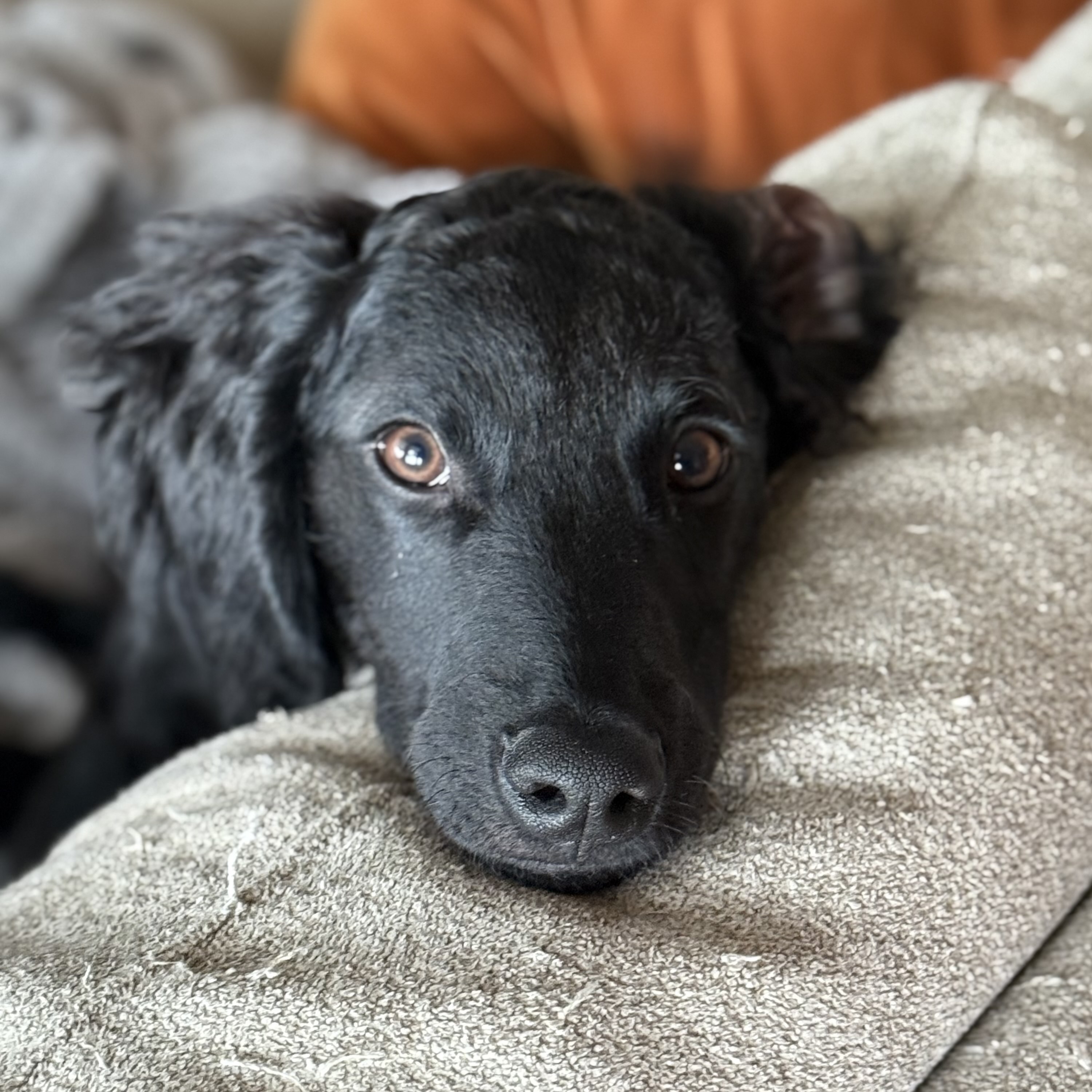 A black male doodle mix.