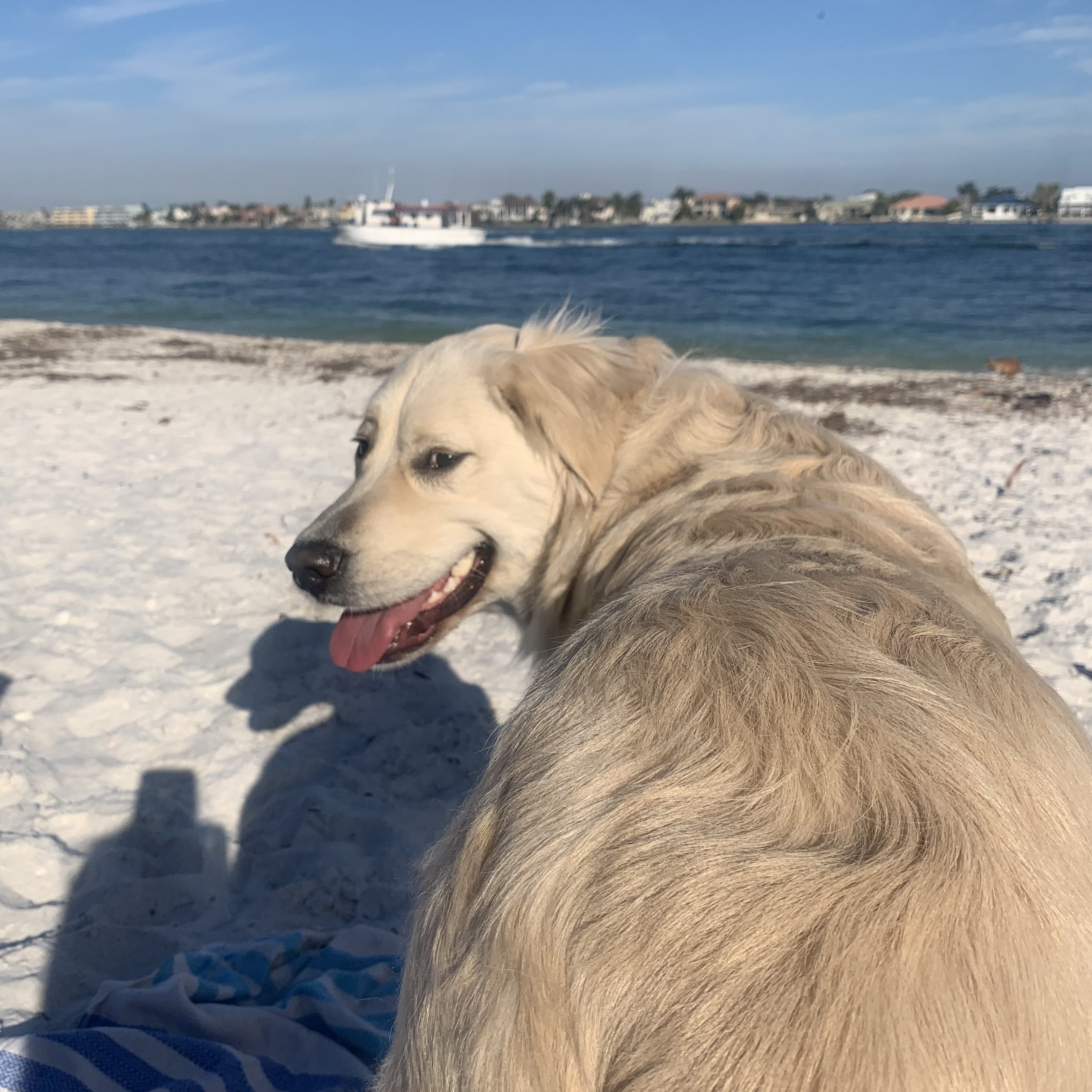 A light blonde female golden mix.