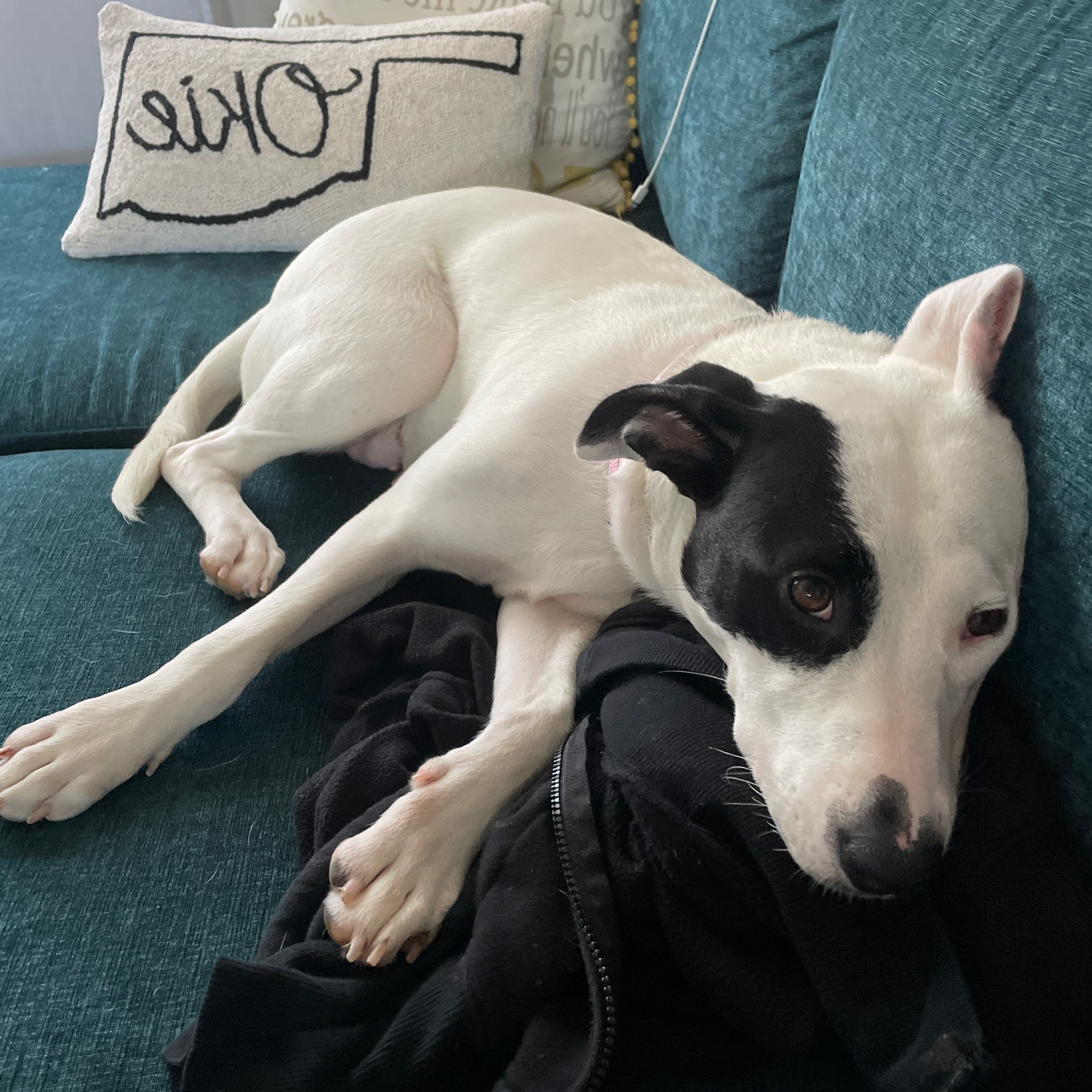 A white female dog with a black spot around her eye.