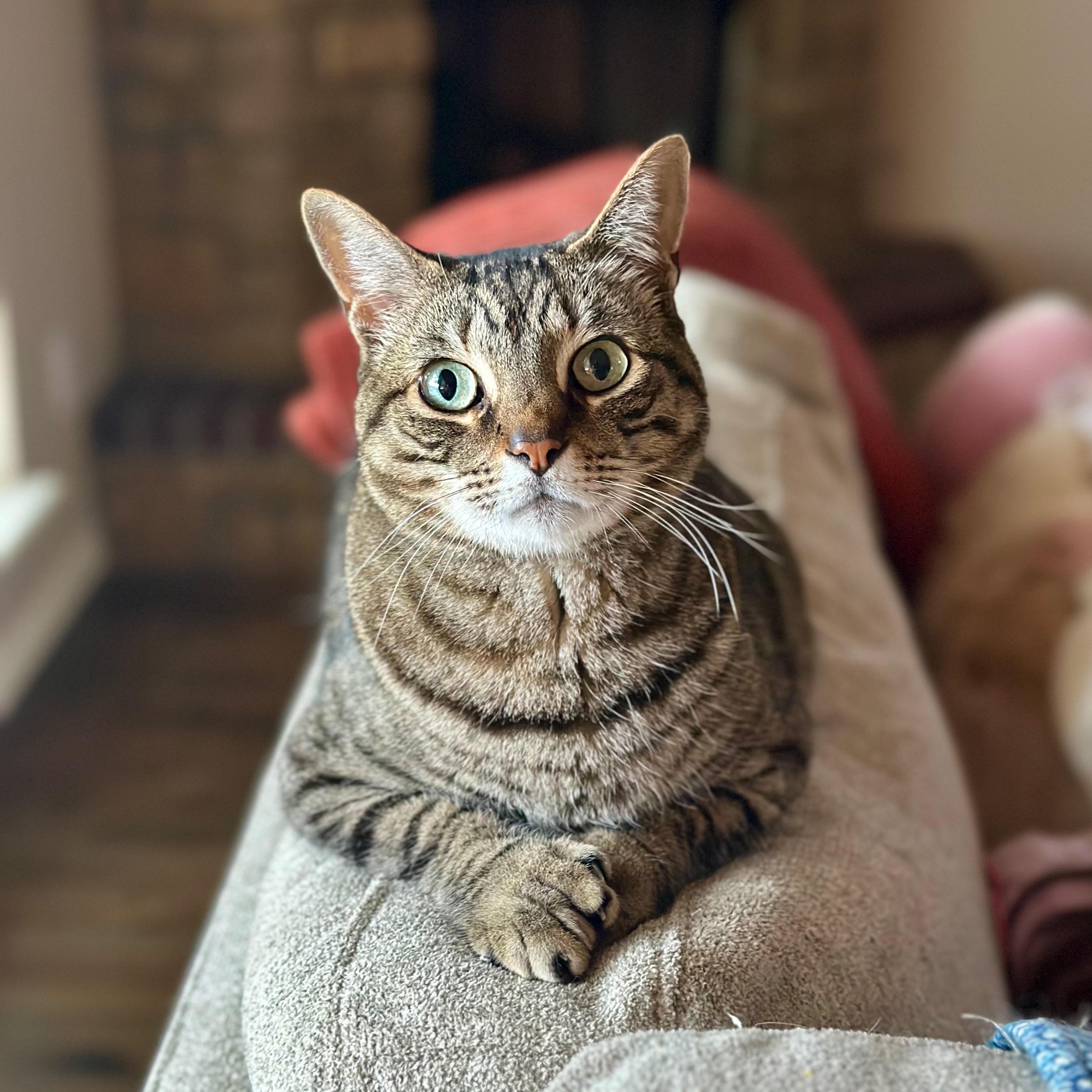 A brown male tabby cat.
